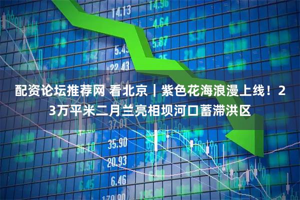 配资论坛推荐网 看北京｜紫色花海浪漫上线！23万平米二月兰亮相坝河口蓄滞洪区